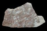 Ordovician Graptolite (Araneograptus) Plate - Morocco #174310-2